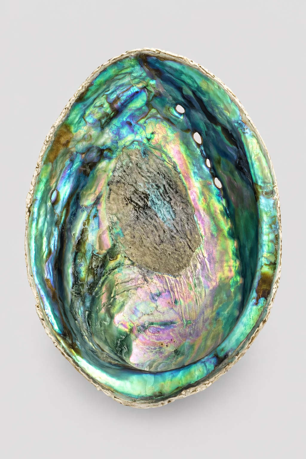 Abalone schelp met groene, blauwe en roze parelmoerglans en natuurlijke gaatjes langs de rand.