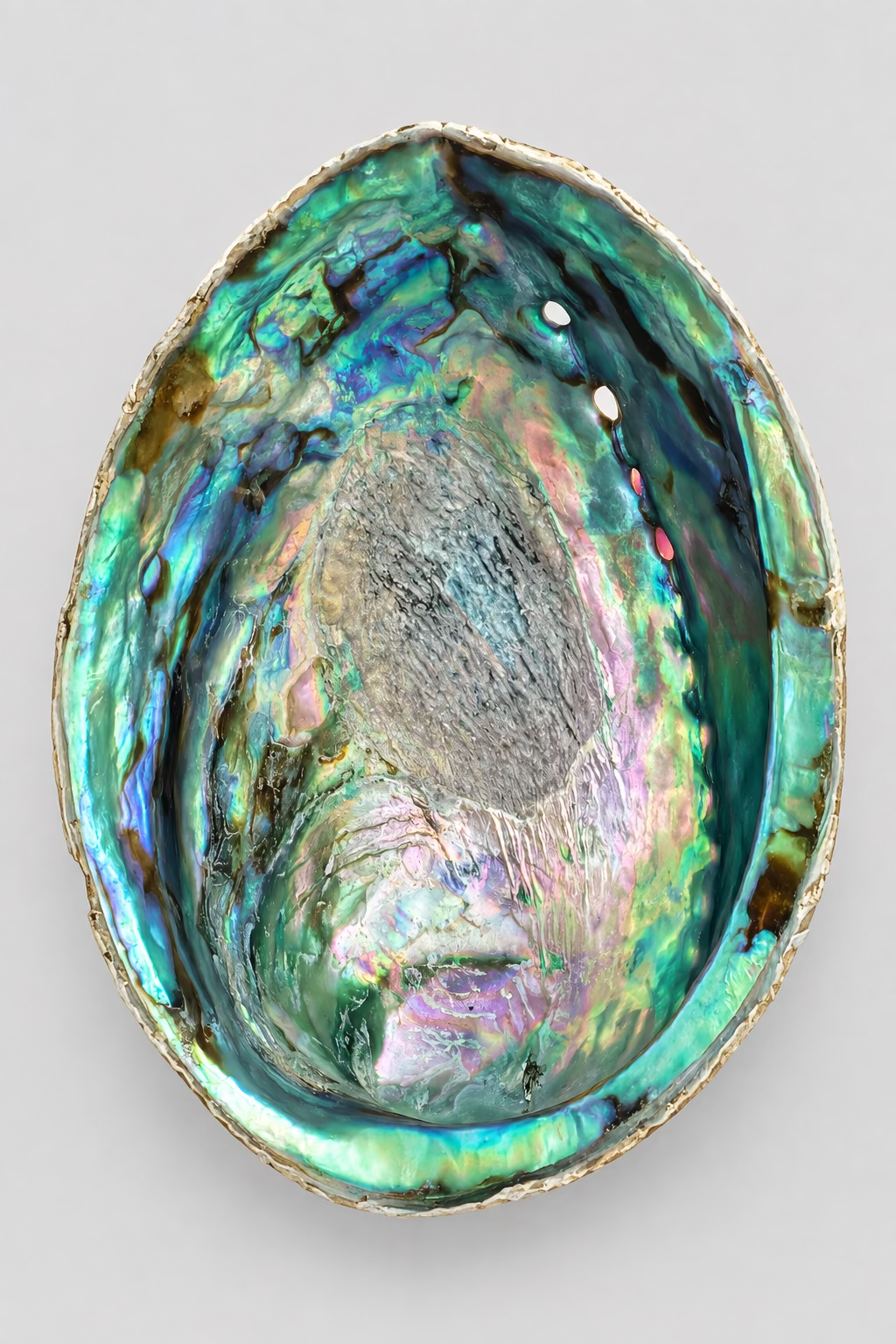 Abalone schelp met groene en blauwe parelmoerglans, roze kleurzones en een donkere ovale structuur in het midden