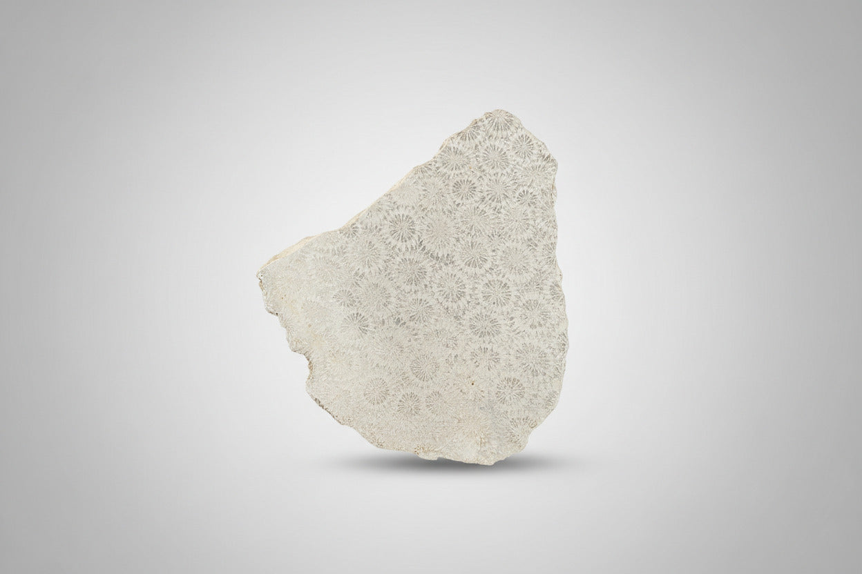 Fossil Coral Slice 228 grams – 10.5x9 cm