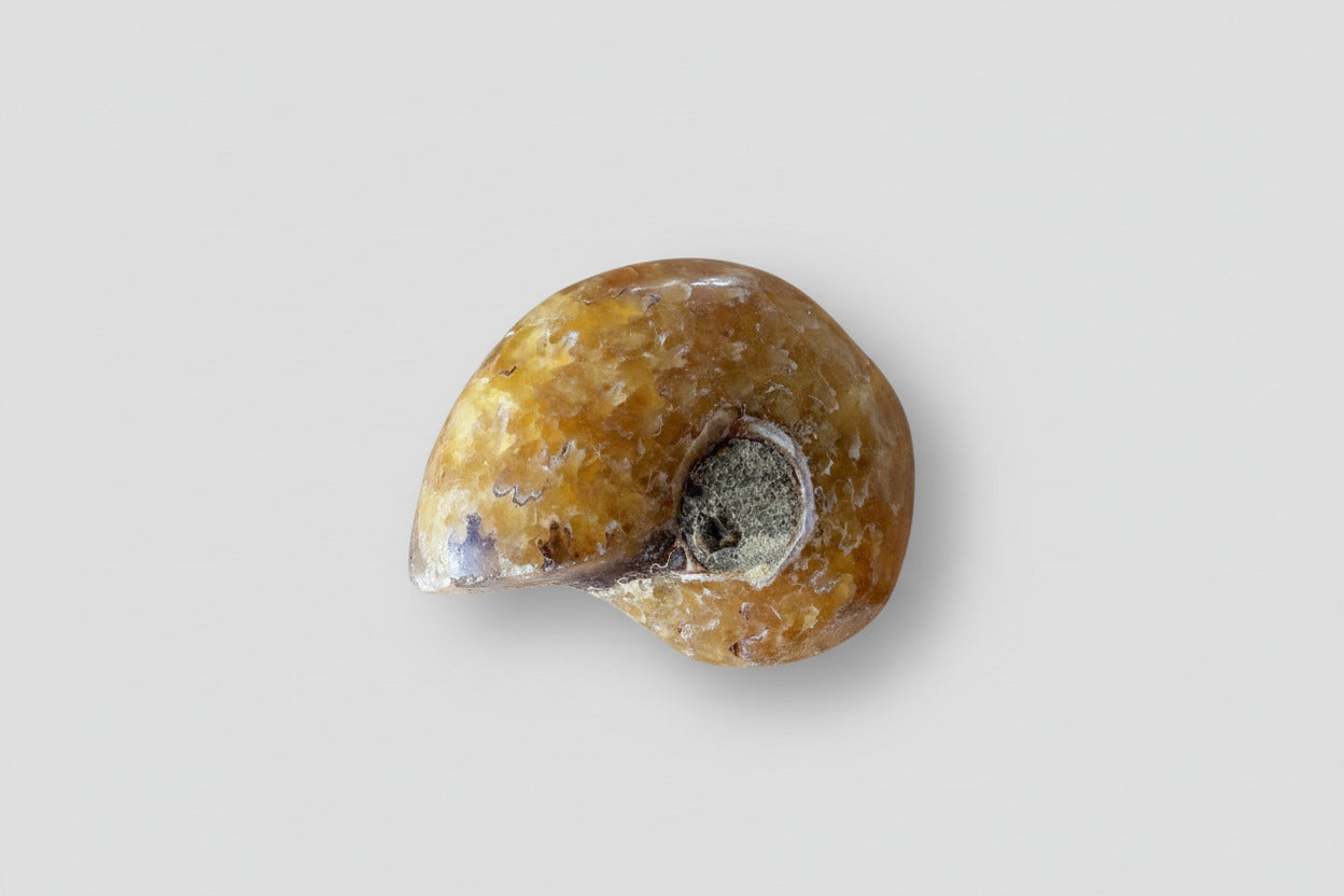 Ammoniet fossiel ongeveer 13 gram en 3 cm, willekeurige selectie uit diverse unieke specimens met natuurlijke spiraalvorm