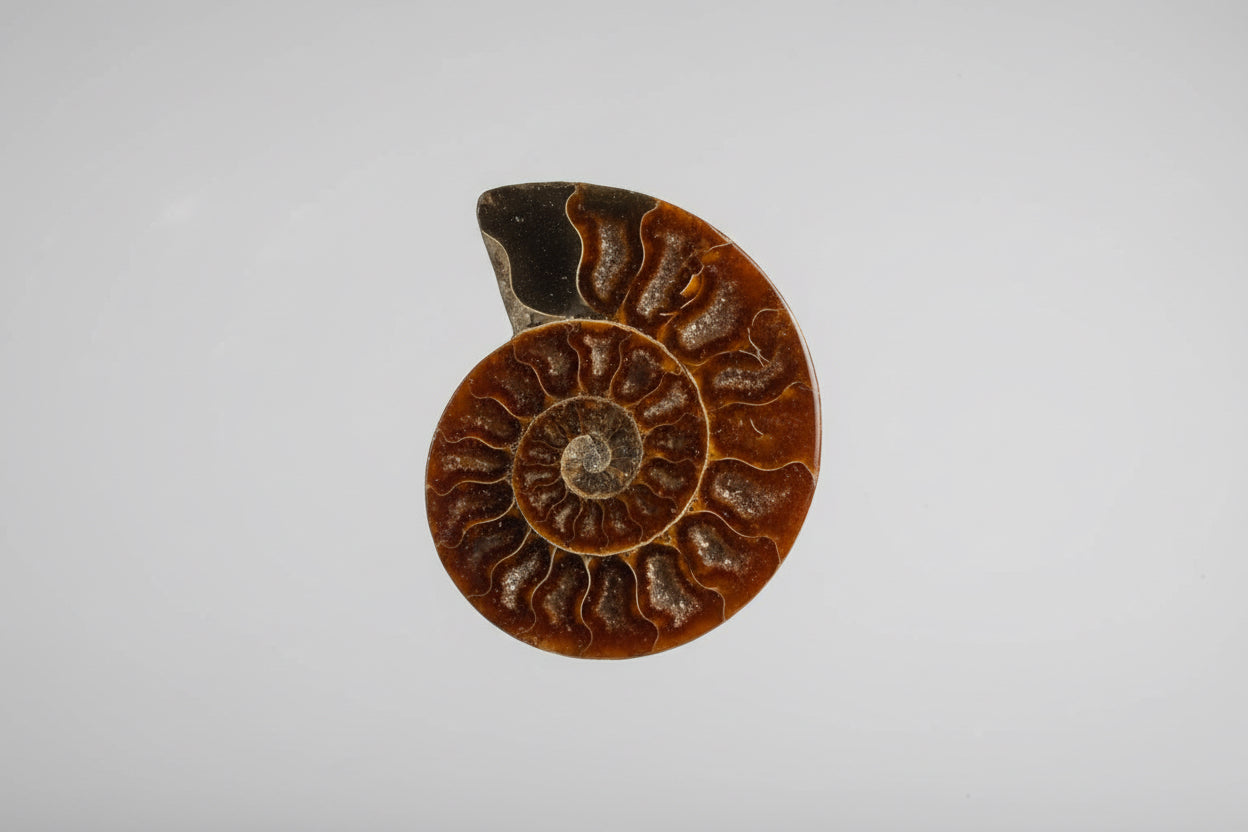 Ammonite 15cm set
