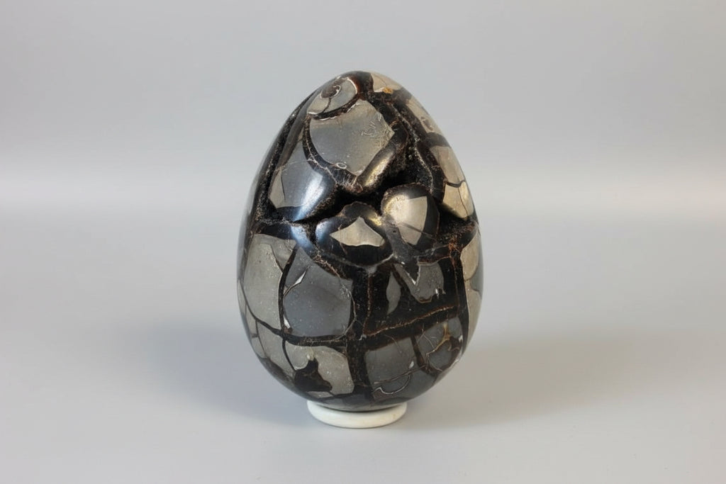 Septarie ei met ammoniet / Drakenei