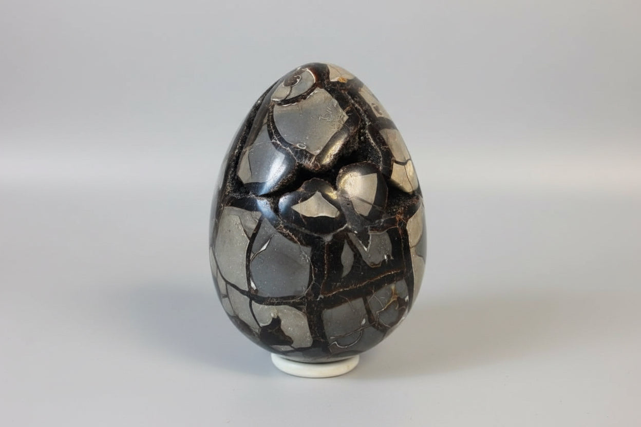 Large Septarian egg with ammonite/Dragon egg