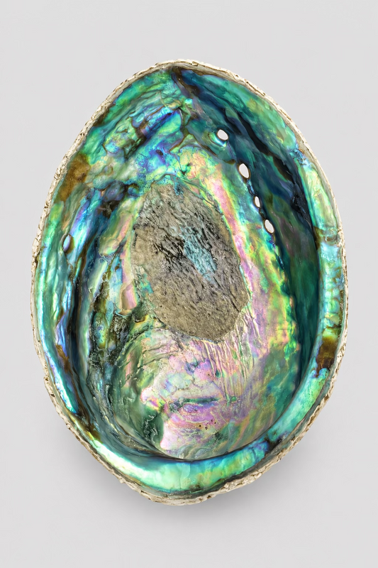 Abalone schelp met groene, blauwe en roze parelmoerglans en natuurlijke gaatjes langs de rand. 