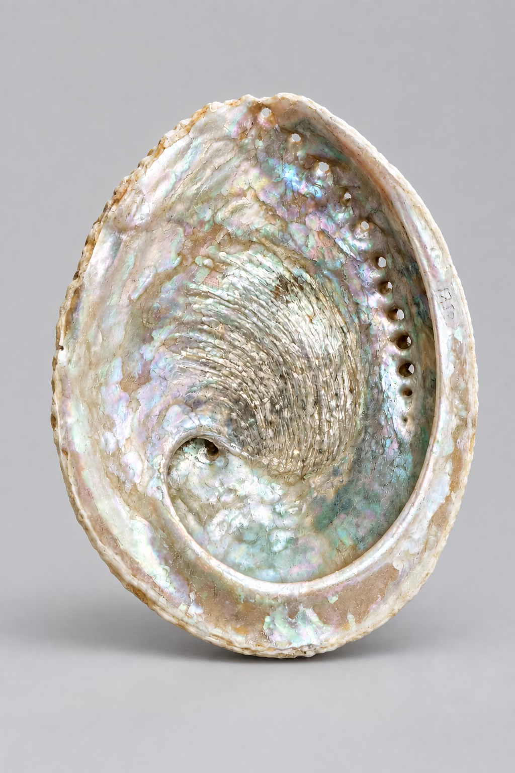 Abalone schelp met zilvergrijze parelmoerglans, zachte groene en roze nuances en natuurlijke gaatjes langs de rand. 