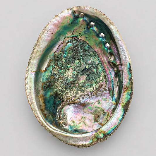 Abalone schelp met groene en roze parelmoertinten, een lichte onregelmatige rand en opvallend reliëf in het midden. ⠋
