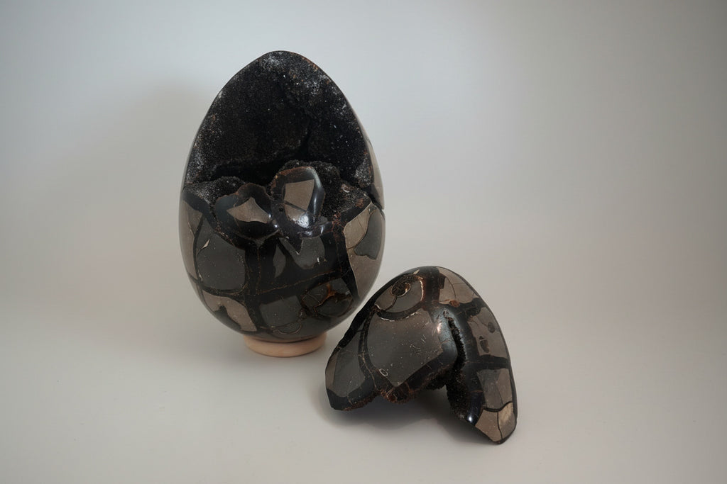 Septarie ei met ammoniet / Drakenei