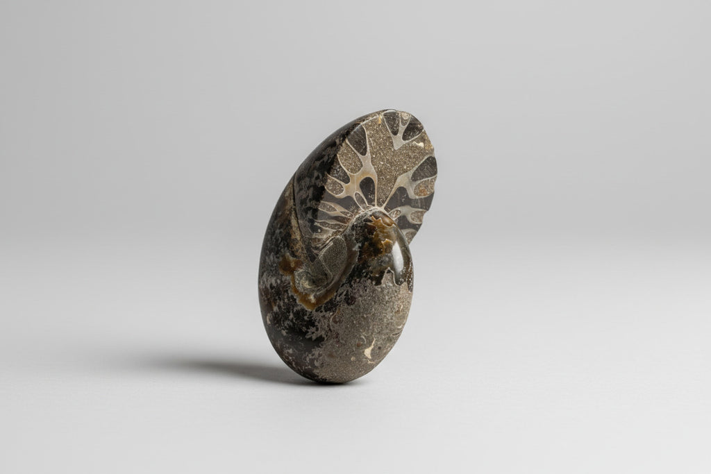 Ammoniet Fossiel 166 gram – 7 cm