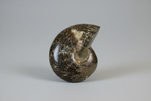 Ammonite Fossil 166 grams – 7 cm