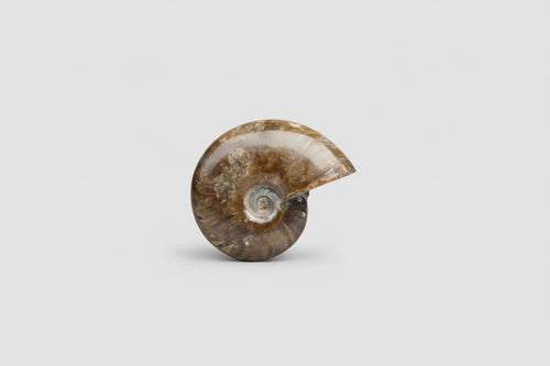 Ammonite Fossil 57 grams – 6 cm