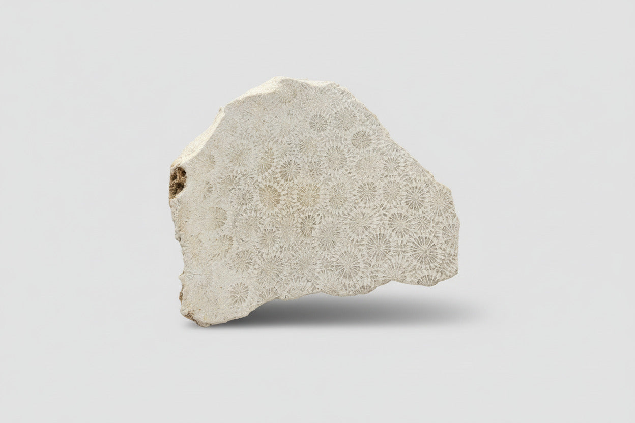 Fossiel Koraal Plak 228 gram – 10,5x9 cm