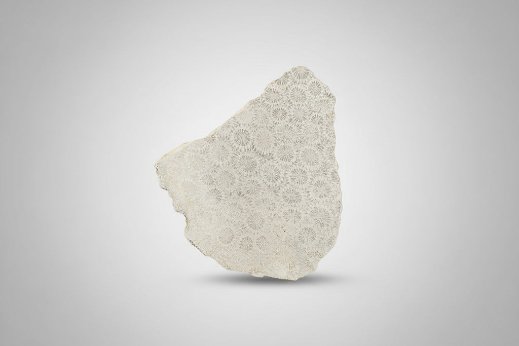 Fossiel Koraal Plak 228 gram – 10,5x9 cm