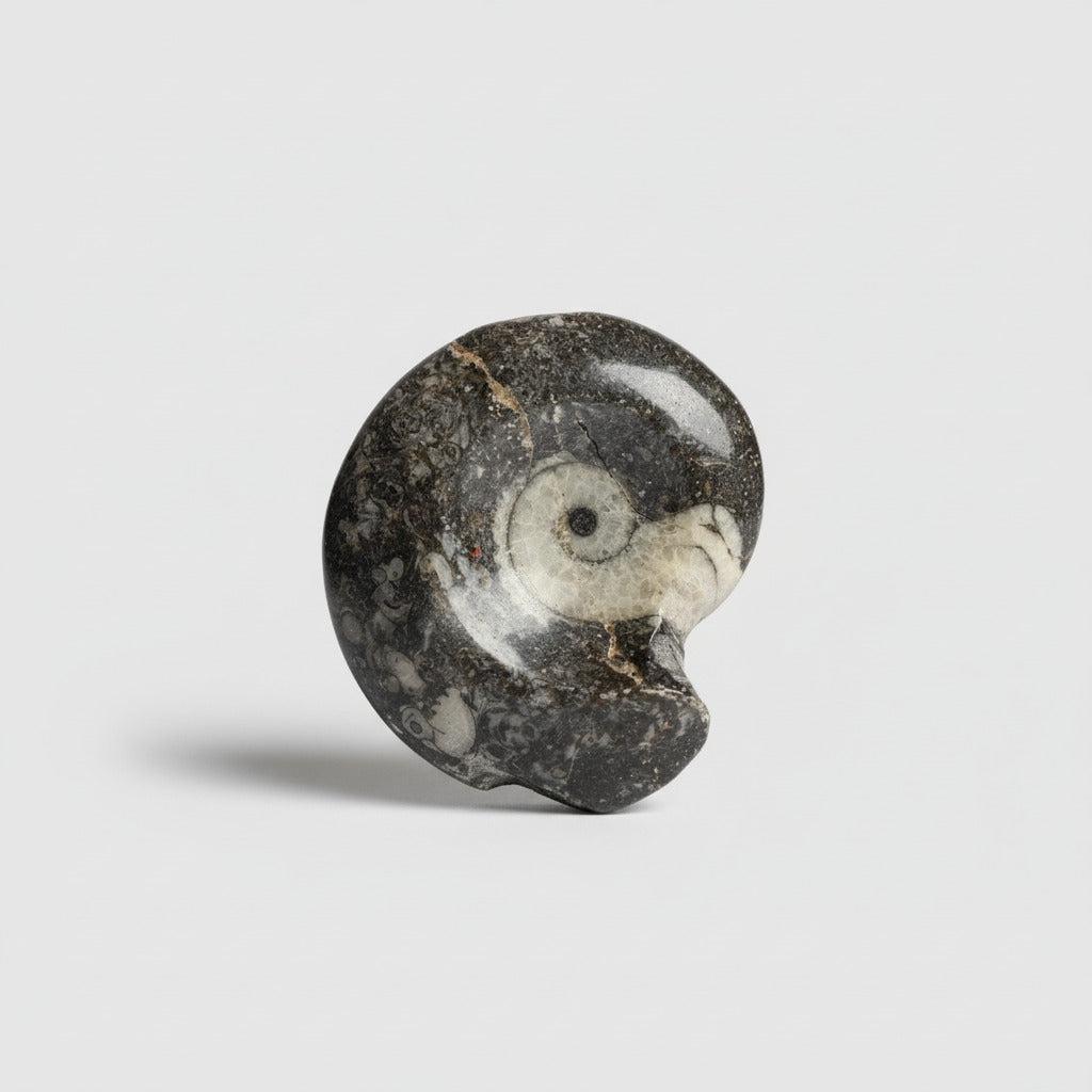 Orthoceras Ammoniet Vorm 50 gram