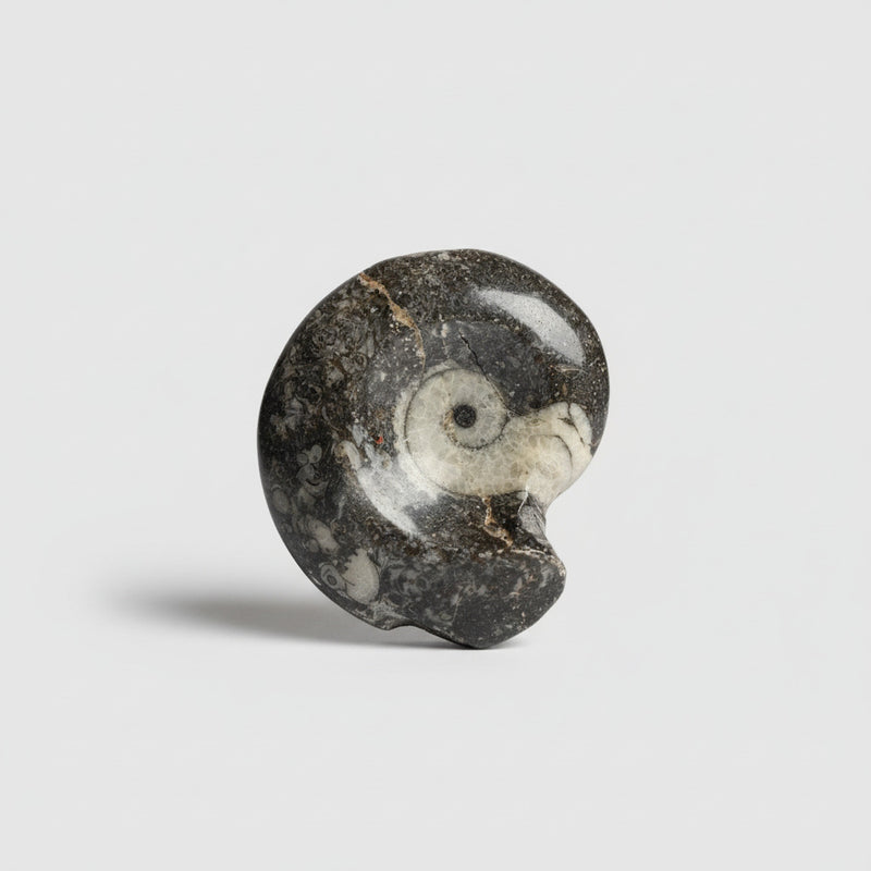 Orthoceras fossiel bewerkt in ammoniet vorm van 50g