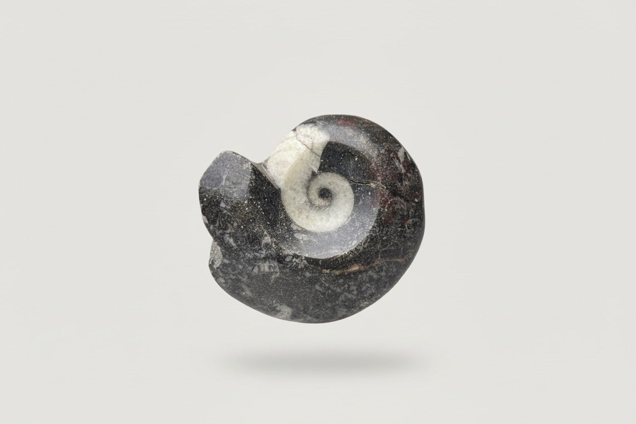 Orthoceras Ammonite Shape 50 grams