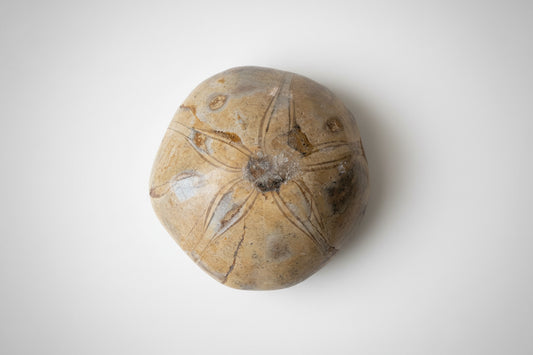 Zeester fossiel 142 gram in ronde schijf, 7,5 cm diameter, authentiek prehistorisch specimen met natuurlijke details