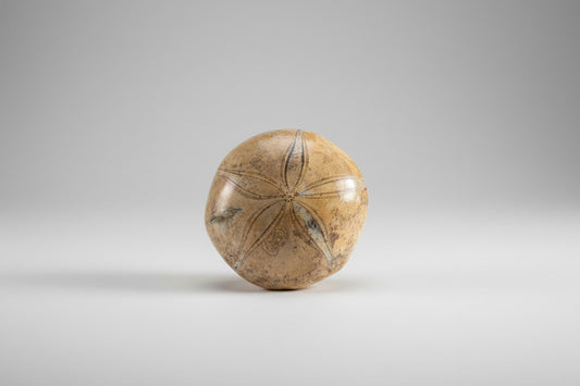 Zeester Fossiel 140g in Ronde Schijf Š 7cm