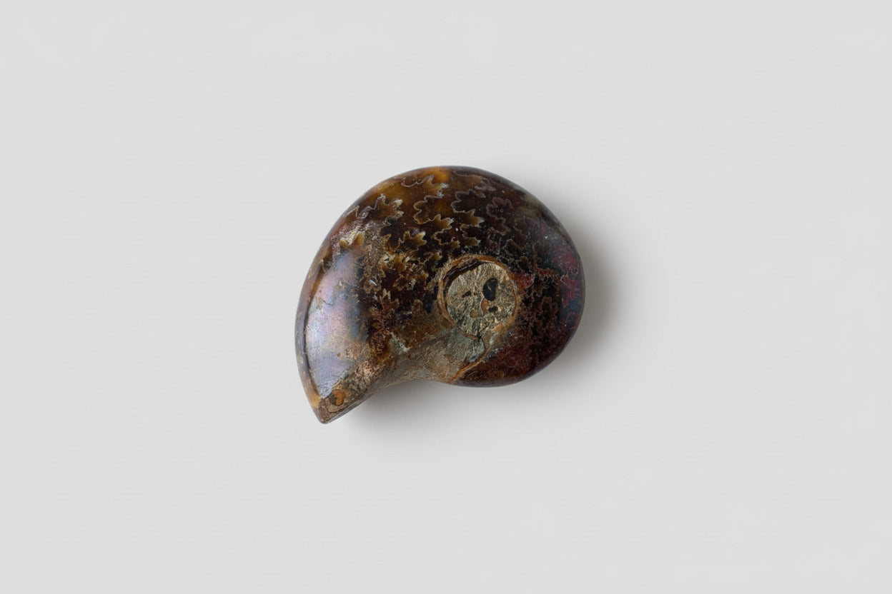 Ammoniet fossiel ongeveer 13 gram en 3 cm, willekeurige selectie uit diverse unieke specimens met natuurlijke spiraalvorm