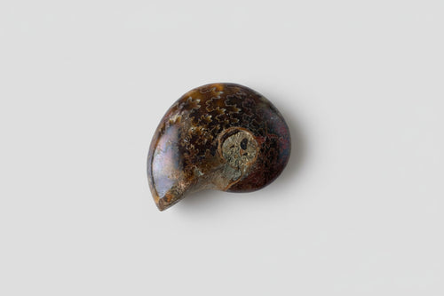 Ammoniet fossiel ongeveer 13 gram en 3 cm, willekeurige selectie uit diverse unieke specimens met natuurlijke spiraalvorm
