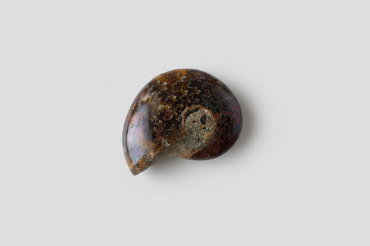 Ammoniet fossiel ongeveer 13 gram en 3 cm, willekeurige selectie uit diverse unieke specimens met natuurlijke spiraalvorm