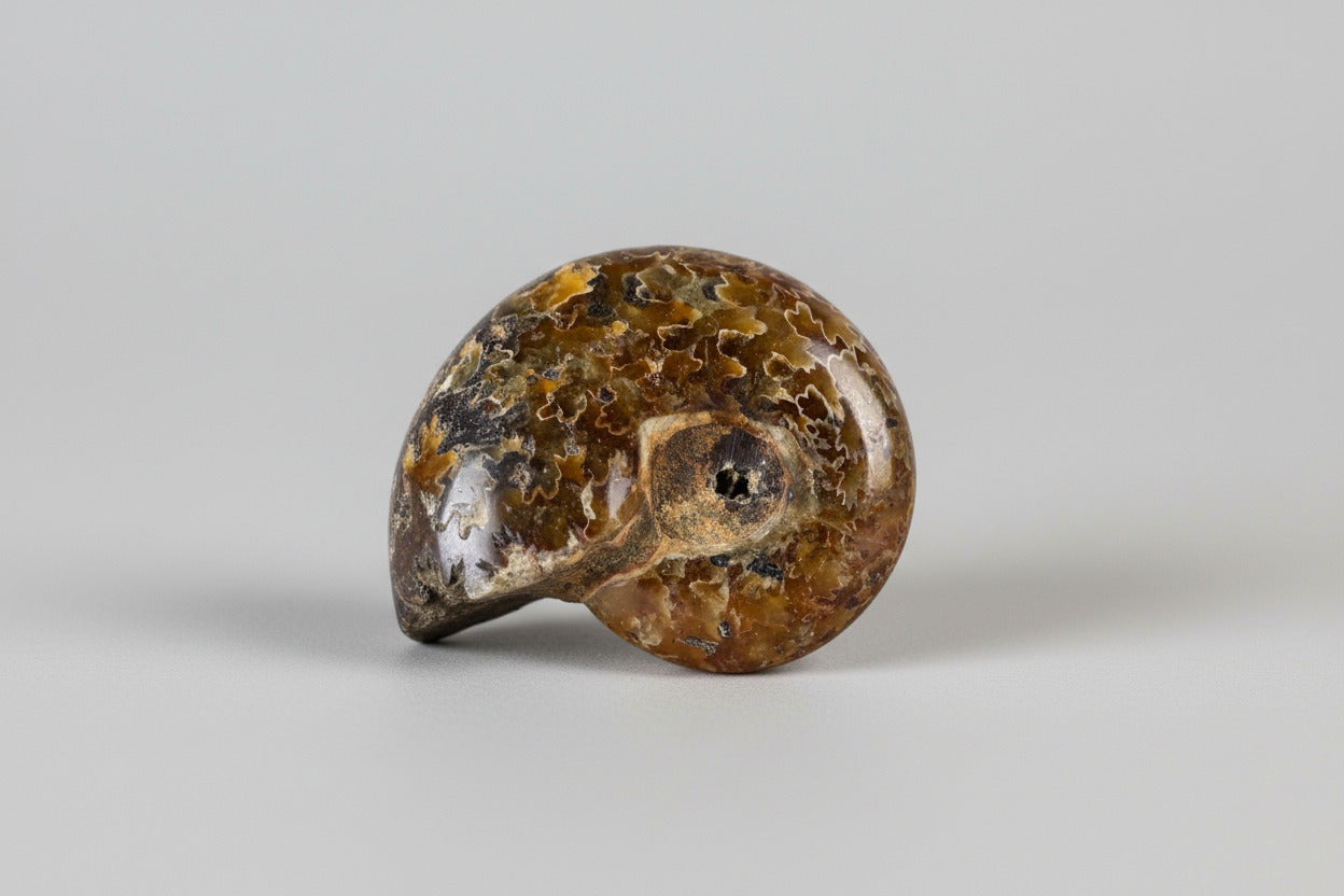 Ammoniet fossiel ongeveer 13 gram en 3 cm, willekeurige selectie uit diverse unieke specimens met natuurlijke spiraalvorm