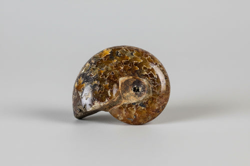 Ammoniet fossiel ongeveer 13 gram en 3 cm, willekeurige selectie uit diverse unieke specimens met natuurlijke spiraalvorm
