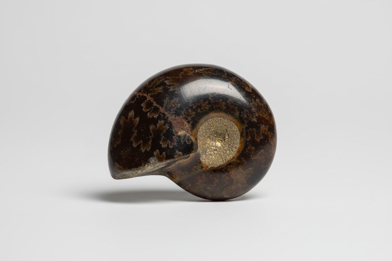 Ammoniet fossiel ongeveer 13 gram en 3 cm, willekeurige selectie uit diverse unieke specimens met natuurlijke spiraalvorm