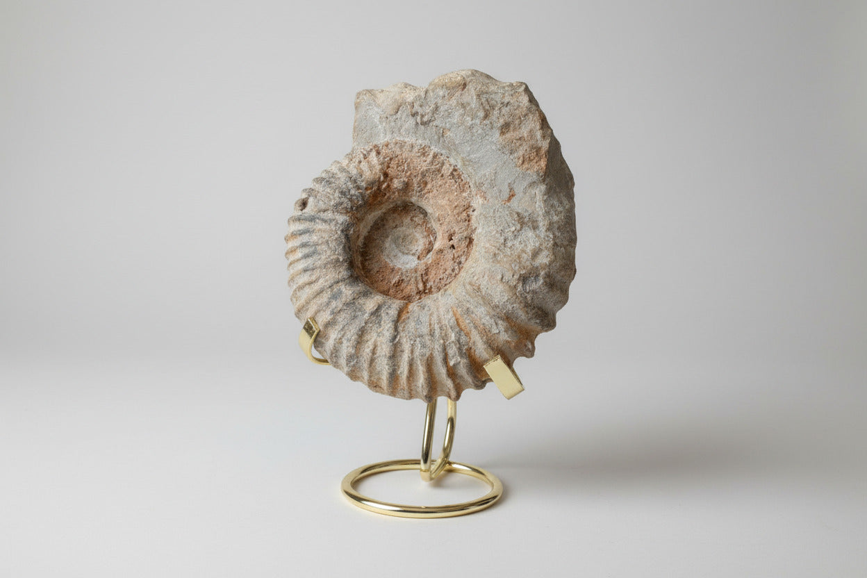 Ammonieten fossiel op goudkleurige standaard - spiraalvormig natuurlijk fossiel met luxe presentatie