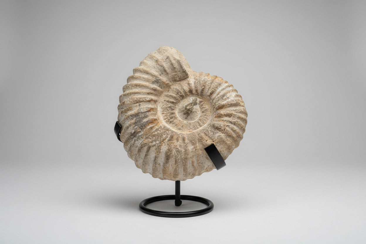 Ammonieten fossiel op zwarte standaard - spiraalvormig natuurlijk fossiel