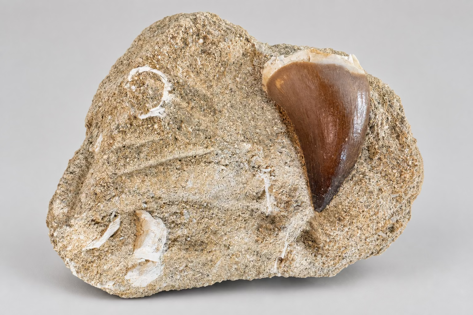 De alttekst is alvast. “Fossiele bruine haaientand in een lichtbeige matrix met zichtbare fragmenten, 291 gram en 10 cm.”