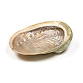 Grote abalone schelp met iriserende binnenkant voor smudging