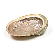 Grote abalone schelp met iriserende binnenkant voor smudging