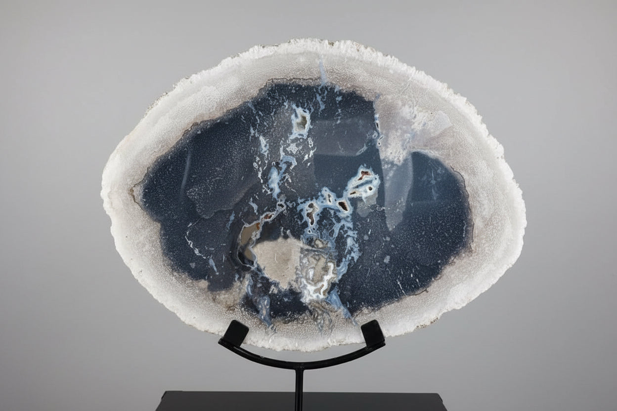 Versteende palm wortel, een echte eyecatcher!