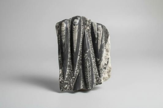 Ruw orthoceras fossiel met oude structuur