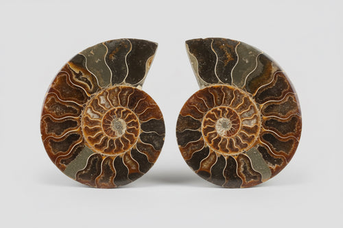 Set ammoniet fossielen van 15cm met spiraal