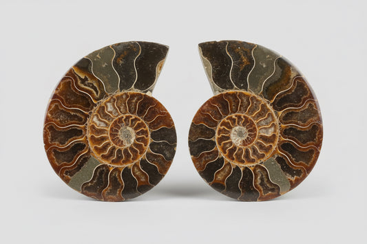 Set ammoniet fossielen van 15cm met spiraal
