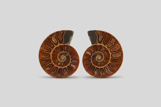 Set ammoniet fossielen van 10cm met spiraal