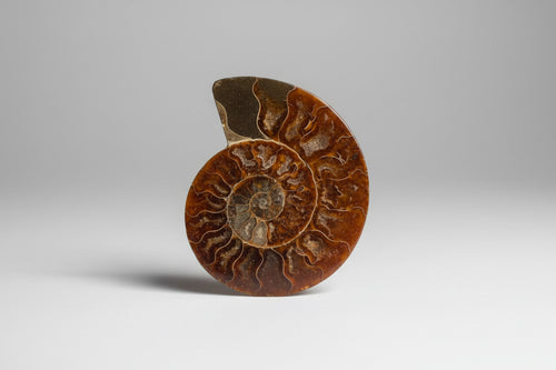 Ammonite 10 cm set