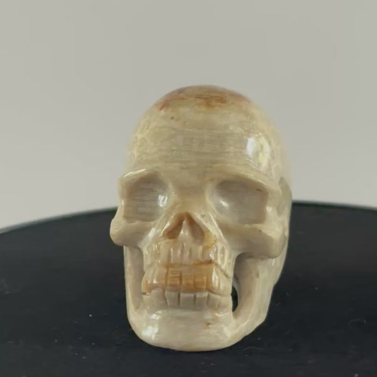 Agaat fossiel koraal skull 360 graden zicht