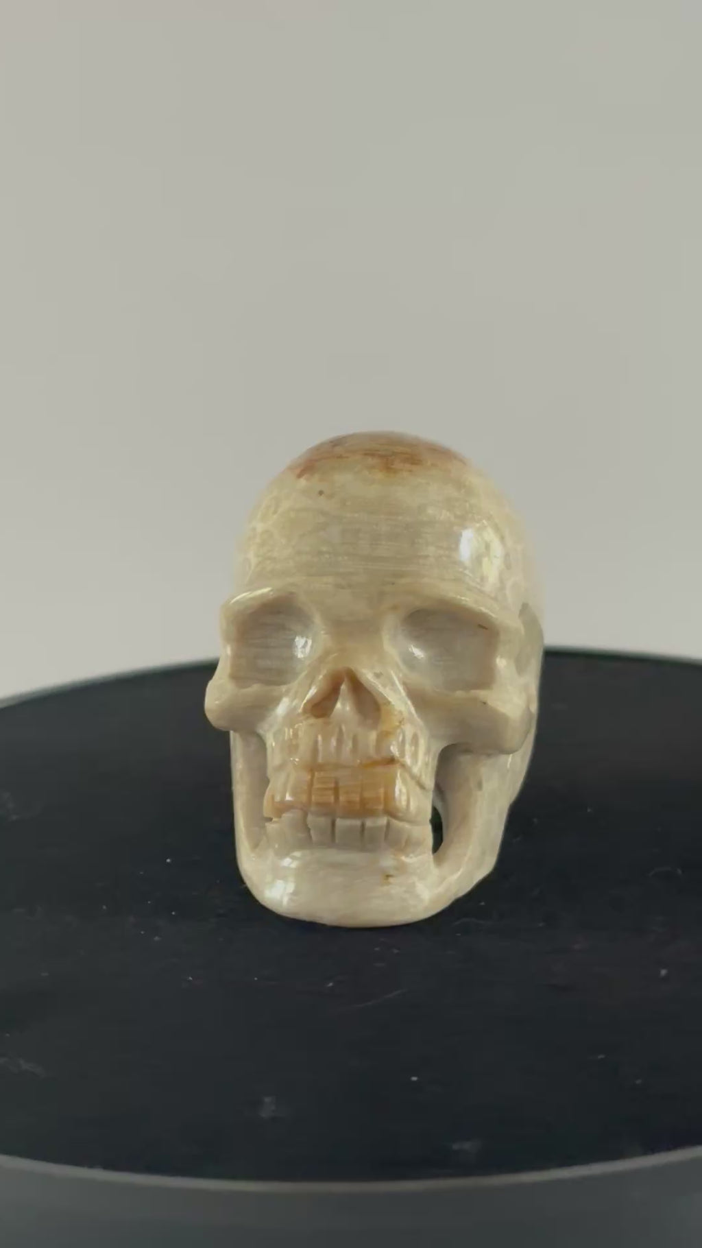 Agaat fossiel koraal skull 360 graden zicht