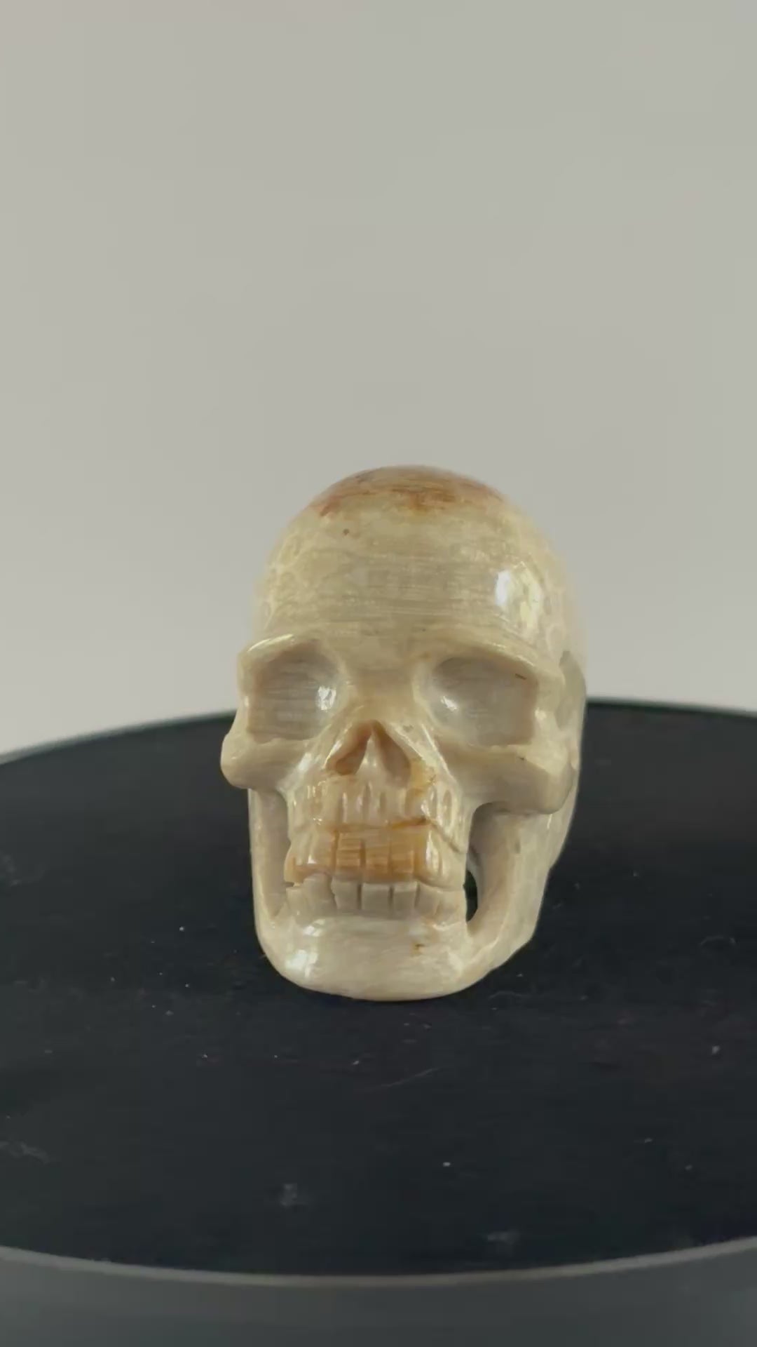 Agaat fossiel koraal skull 360 graden zicht