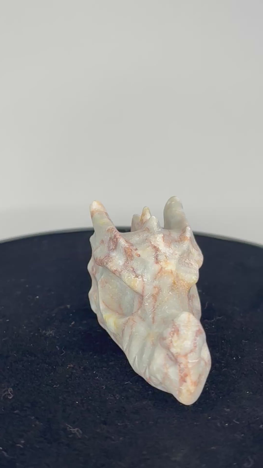 spinnewebjaspis drakenkop 360 graden zicht
