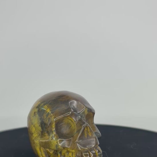 Tijgeroog skull 360 graden zicht